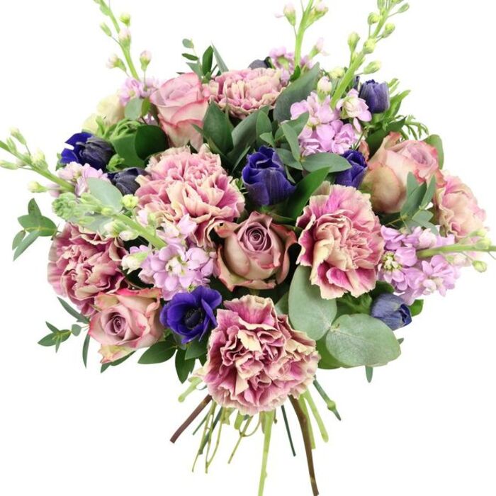 This image shows a lavish hand-tied bouquet set against a crisp, white backdrop, allowing every bloom to be clearly seen as if it is resting on a florist's bench in Stevenage Old Town. Centre stage are large, open garden roses, their petals arranged in tight spirals that unfurl into generous layers of blush pink, dusty rose, and antique mauve, immediately conveying a sense of romance and understated luxury. Surrounding the roses, full heads of carnations create a soft, voluminous halo; their frilled petals show a gentle gradient from creamy pale pink at the core to more saturated fuchsia and plum tones along the edges, adding intricate texture and a feeling of abundance. Threaded among these pink tones are deep indigo-blue flowers shaped like elegant tulip buds, their rich, velvety colour providing striking contrast and bringing a modern, jewel-like intensity that draws the eye. Positioned near the lower front of the bouquet, an open royal blue anemone with a dark, almost black centre stands out boldly, adding drama and depth. Delicate spires of pale lavender and lilac stock rise lightly above and between the larger blooms, their many small blossoms arranged tightly along each stem, giving the arrangement vertical lift and a softly perfumed presence. All of this is wrapped in a generous frame of lush greenery: sturdy dark green leaves for structure and rounded, silvery eucalyptus leaves for softness and a suggestion of fresh, aromatic notes. The stems are neatly gathered and tied at the base, clearly visible and indicating a freshly prepared hand-tied design, ready to be placed in a vase for a home near Great Ashby, Chells, or the town centre. The bouquet feels elegantly versatile, equally suited for anniversaries, housewarmings, or offering a comforting gesture during more reflective moments.