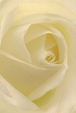 A close-up photograph of a single cream-white rose fills the entire frame, its petals unfolding in a flawless spiral that draws the eye gently toward the centre. The outer petals are a soft ivory with hints of pale cream, their edges slightly ruffled yet perfectly intact, like fine satin carefully folded by hand. As the petals curl inward, they deepen into a buttery, velvety cream, creating a sense of depth and quiet movement, as if the flower is slowly breathing. The surface of each petal appears matte and silky, with the faintest suggestion of texture, reminiscent of brushed silk beneath the fingertips. Soft, diffused light, much like a calm Stevenage morning, glows from one side, casting delicate shadows into the folds and giving the bloom a serene, sculpted presence. There are no distractions in the background; the entire focus is on the rose itself, a study in purity, tenderness, and balance. As a florist, I would describe this rose as the kind we often choose for heartfelt tributes or intimate moments-sympathy flowers resting quietly in a chapel near Fairlands Valley Park, or a single stem slipped into an anniversary bouquet delivered across Stevenage. The rose seems almost to hold its own stillness, suggesting reverence, remembrance, and soft-spoken admiration. You can almost imagine a subtle, fresh fragrance hovering in the air-clean, gentle, and reassuring, like opening the door to a peaceful, sunlit room. The image captures not only the rose's intricate structure and creamy white tones, but also the emotion behind selecting such a bloom for a deeply meaningful gesture.